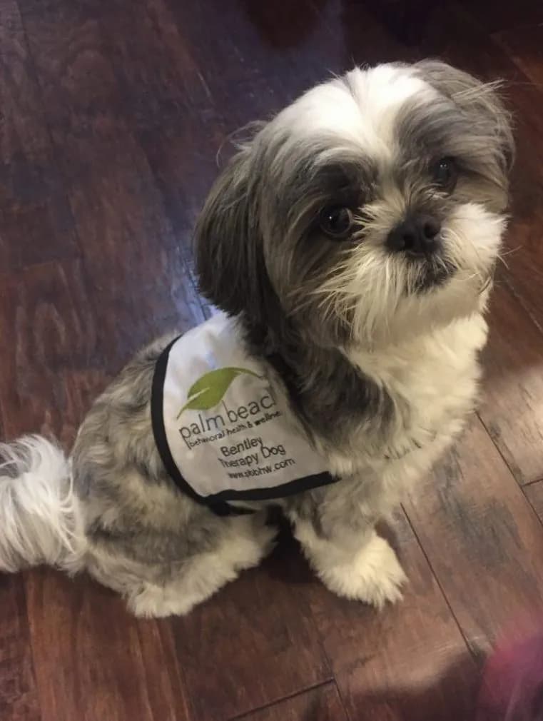 Bentley, therapy dog at Palm Beach Behavioral Health & Wellness